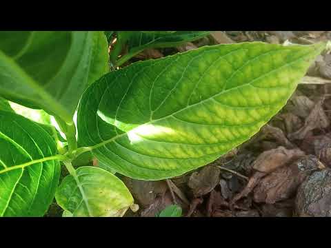 La CHLOROSE sur HORTENSIA. Symptômes et traitement en 2 minutes