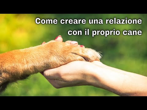 Video: Come Costruire Relazioni Nell'anno Del Cane