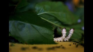 #silkworm#蚕#蠶#蚕生活#حياة دودة القز