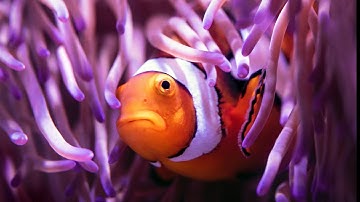 Finding Nemo | Clownfish | Clownfish and Sea anemone | symbiosis