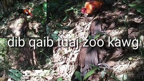 hnub nos coj kuv tus lau qaib mos mus dib qaib nawb ib tsoom phooj ywg 8/12/2022