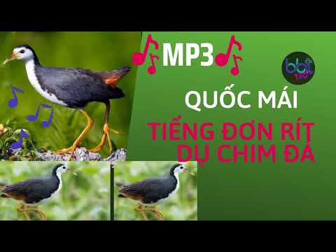Tiếng Chim Quốc Mái đơn Rít Rít òa òa Kích Bổi Cực Hiệu Quả Waterhen