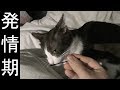【可愛い】家猫みーちゃんが発情期なので綿棒で擬似的にして抑える