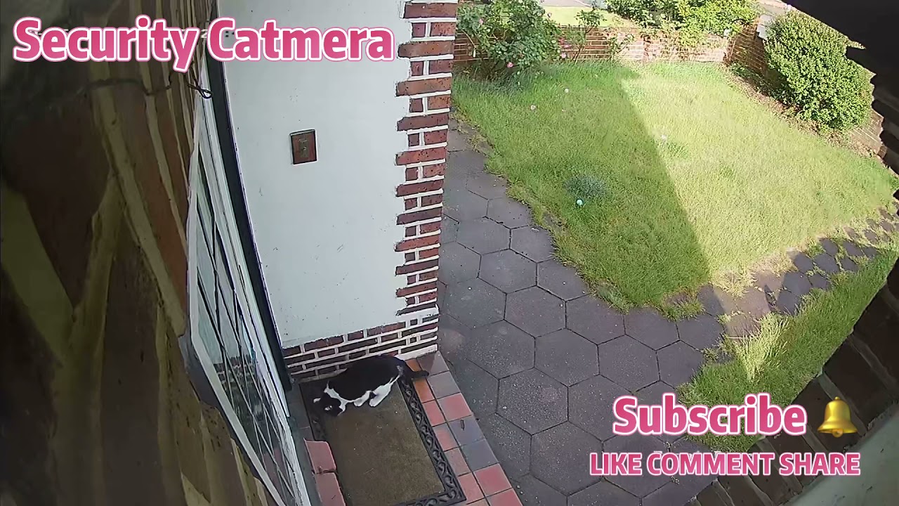 Security Catmera black and white cat having a great time backscratching
