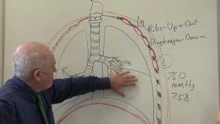 Respiratory System 2, Breathing and ventilation