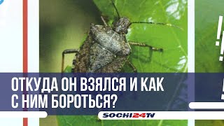 видео: Сочи атаковал мраморный клоп картинка: Сочи атаковал мраморный клоп