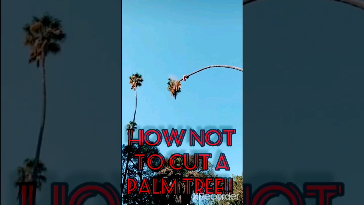 How To NOT Cut Down A Tree bringthatlove bringthatlovenotthathurt how-to-not-cut-down-a-tree-bringthatlove-bringthatlovenotthathurt