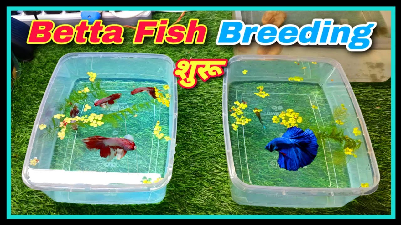 How to Groom Betta Fish for Breeding || DIY Betta Fish Breeding