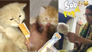 SAB TREAT KA PACHA PAGAL HO GA🤣| CAT ROUTINE VLOG