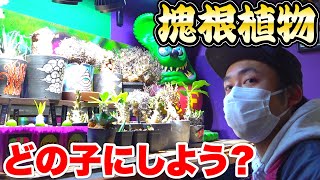 【夢の楽園】コーデックス好きが塊根植物をお迎えにいったら生物も凄すぎた！！