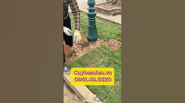 Trồng cỏ nhung nhật sân vườn siêu đơn giản