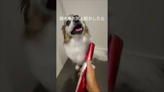 犬の簡単トリートメント #愛犬 #犬のいる生活 #パピヨン