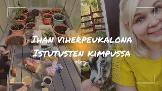 Viherpeukalona Istutuksien Kimpussa
