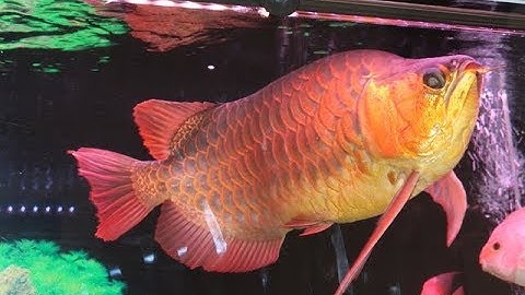 Chuyện Lạ: Con cá rồng chục ngàn USD: Thú chơi "ông hoàng" của đại gia Việt