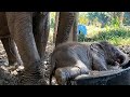 Cute Baby Elephant Takes a Massive Bath in a Tiny Tub!