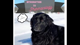 Introduction to Pharmacology for RVTs and Vet Tech students
