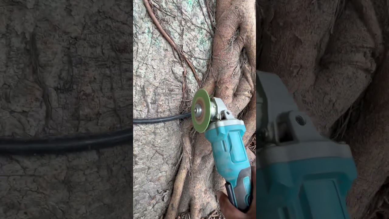 Trees plants info: Saved 12 Lakhs Trees 🌳 in India 🇮🇳 