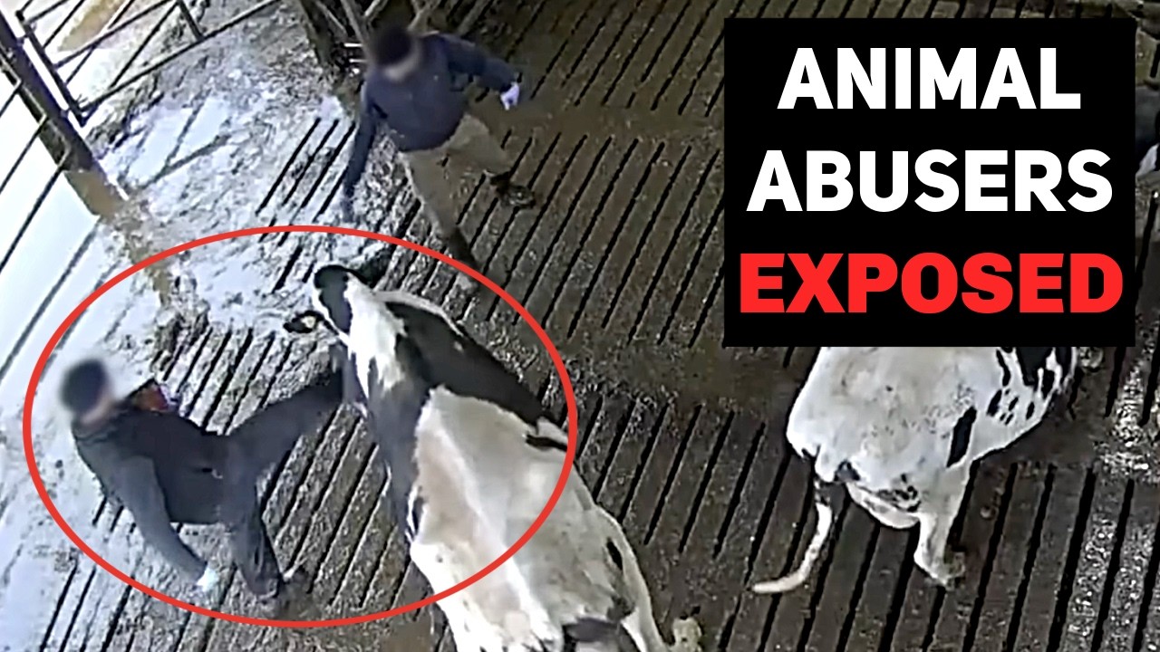 Thumbnail for SADISTIC CRUELTY AT ‘AWARD-WINNING' UK DAIRY EXPOSED (WARNING GRAPHIC)