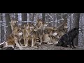 FoxQuest - Волчья стая v2.0. Прототип все ближе! Часть 25.