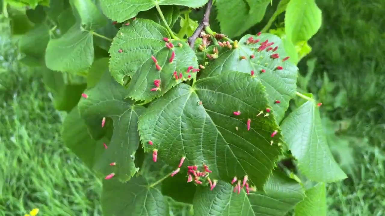 Large-leaved lime - leaves & Lime nail galls - May 2022
