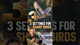 3 settings for sharp birds. Get your FREE camera settings cheat sheets. Visit timsphotos.com