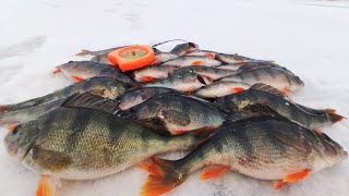 Окунь ЗАГИБАЕТ на БЕЗМОТЫЛКУ. 🎣 Лесотка, Гвоздекубик. 🐟  Зимняя рыбалка. 🎣🐟 Подводная съемка.