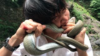 eat green snake