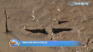 Cách bắt cá thòi lòi ở Cà Mau