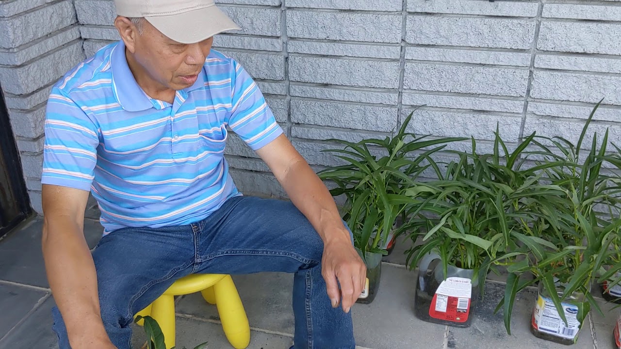 空心菜快速種植法 Youtube