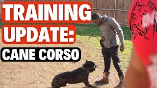 Cane Corso Training Update