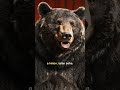 Ha regényt akarsz mondani, hívd fel a nagymamádat 🎙️❌ #comedy #medve #magyarhumor 🌦️🌲🍎🐻