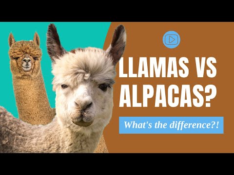 Llamas vs Alpacas: Do you know the difference?! |