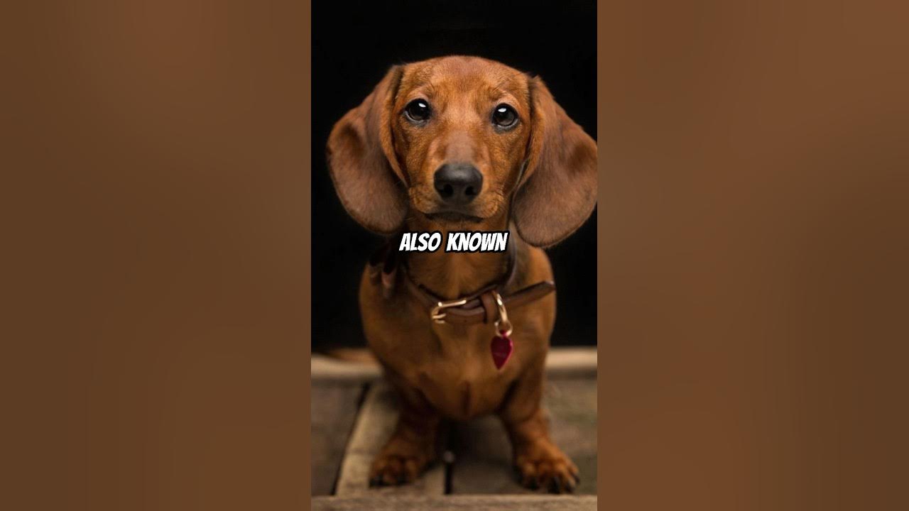 Did You Know Dachshunds Were Bred To Hunt Badgers? YouTube