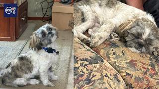 Dog returns to Utah family after going missing for a week while camping