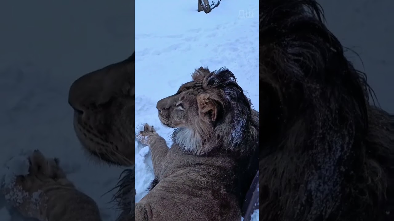 Шерхан в первой декаде января! Минский зоопарк 