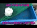 超大型水作ジャンボ水中フィルター投入投げ込み式プラ舟コンテナ楊貴妃メダカ水槽 400L!ブルコンテナ ジャンボ角400錦鯉金魚