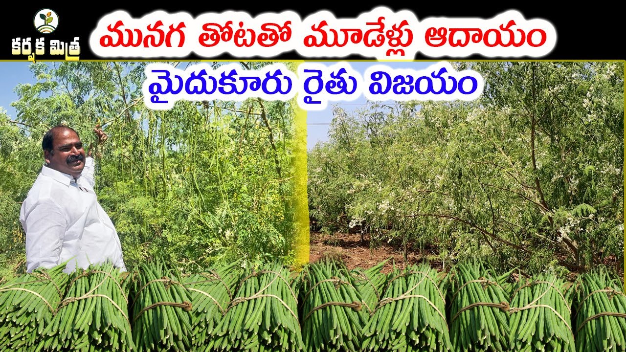 మునగ సాగులో మైదుకూరు రైతు విజయం || Success Story of Moringa Farming || Karshaka Mitra #agriculture