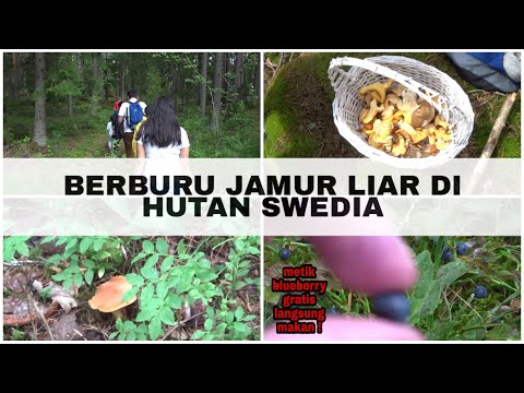 Video: Distribusi Enteropatogenik Yersinia Spp. Dan Salmonella Spp. Di Populasi Babi Hutan Swedia, Dan Penilaian Faktor Risiko Yang Dapat Mempengaruhi Prevalensi Mereka