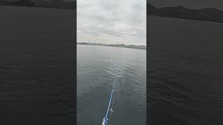 Tuna Chasing Fish! Boat Fishing