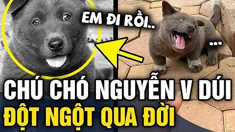 Xót xa chú chó NGUYỄN VĂN DÚI nổi tiếng với loạt meme hài hước đã ĐỘT NGỘT QUA ĐỜI | Tin 3 Phút
