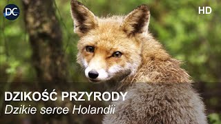 Dzikość przyrody | Dzikie serce Holandii | Film dokumentalny | Film przyrodniczy po polsku | HD
