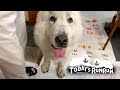 ルンルン穴掘りをしすぎてバリケードを張られる　Great Pyrenees　グレートピレニーズ