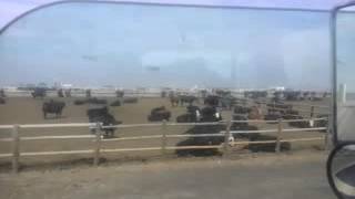 Feedyard in scott city ks