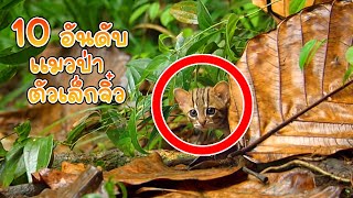 10 อันดับ แมวป่าหายาก ตัวเล็กจิ๋วที่สุดในโลก (คนรักแมวไม่ควรพลาด)