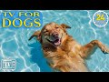 Music for dogs who are alone dog tv  fastprevent boredom  anxiety with movies for dogs  music