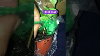 Plant Mail!!☕️🍉#plantmail #coffeelovers