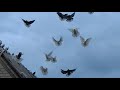 николаевские голуби кулебовка г новомосковск лет голубей в сильный ветерDSCN5605