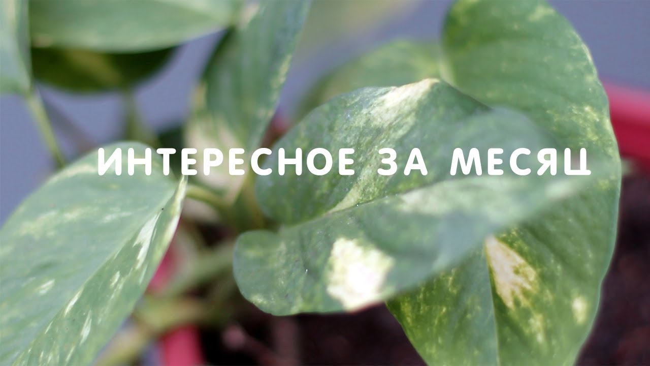 ИНТЕРЕСНОЕ #8: РАБОТНИК МЕСЯЦА, ПОЛУНИН, ЛЕДИ ГАГА, МИНИМАЛИЗМ, ЧЕРНОЕ ЗЕРКАЛО, BEAR APP