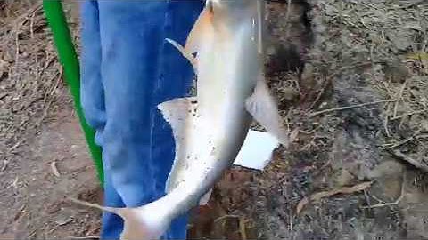 MỘT NGÀY  CÂU CÁ TRÚNG MÙA||MINH ĐỨC MT-MIỀN TÂY FISHING||GO FIHING