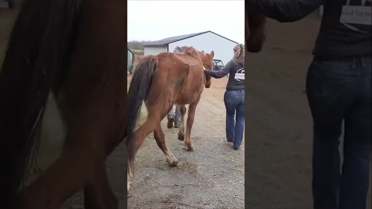 Our Mission Here At HorsePlus Is To Rescue ANY Horse We Can Regardless Of Their Condition 
